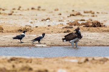 Fototapeta premium Martial Eagle drinking at pool