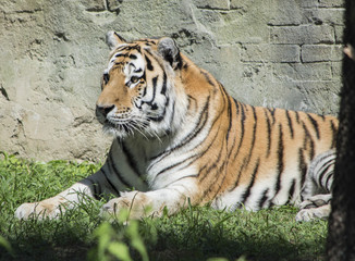 Tigre