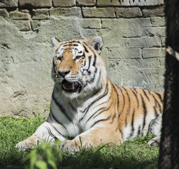 Tigre