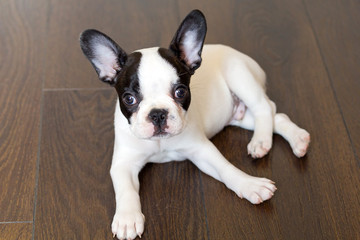 French bulldog puppy