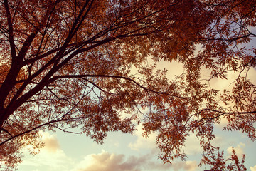 Autumn red maple leaves with the blue sky background