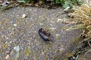 Aschgraue Sklavenameise