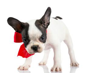 Cute french bulldog puppy with red ribbon