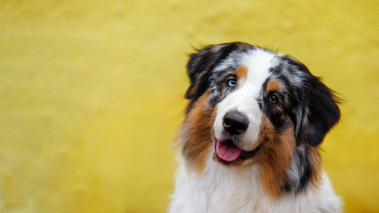 Smiling australian shepherd portrait on background of bright yellow wall with copy space.