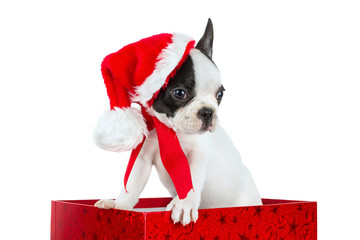 Adorable puppy in Christmas present box
