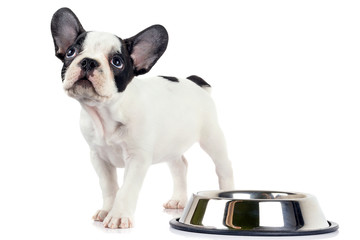 French bulldog puppy with bowl