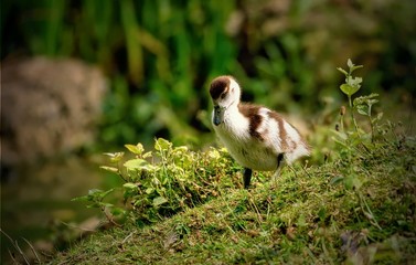 Egyptian Gosling