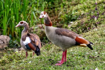 Egyptian Geese