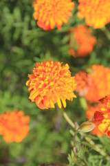 マリーゴールド(宮城県)