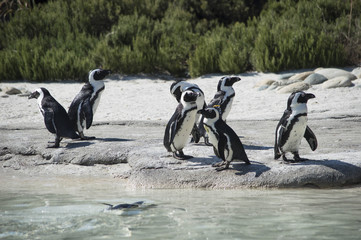 Fototapeta premium Pinguini