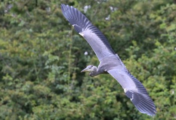 Grey Heron in flight