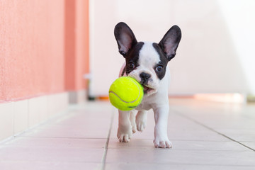 French bulldog puppy playing with his ball