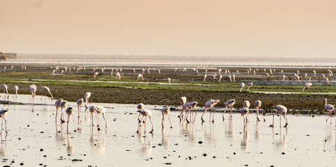 Flamingos on lake Natron at sunset in Tanzania Africa