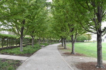 Fototapeta na wymiar Trees in St Louis