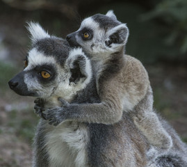 Lemuri
