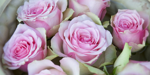 Rosa Rosen