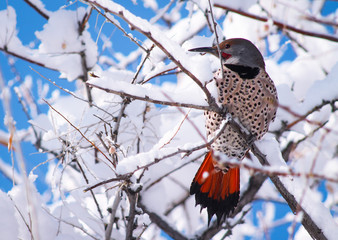 Winter woodpecker