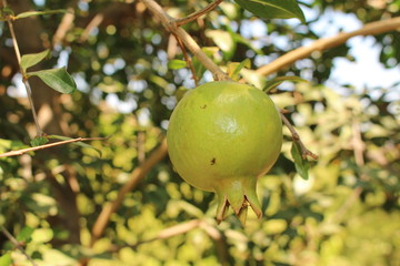 Unripe and green pomegranate on the tree in Crete Island, Greece. 