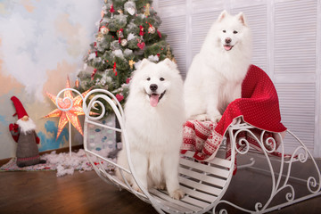 Two white samoyed husky dog. Christmas and New Year decorations. Dog near the christmas tree.