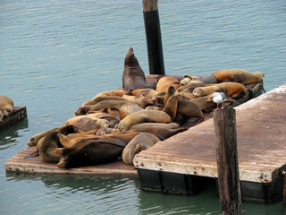 California Sea Lions at the Pier 39 Marina Resting on Wooden Platforms
