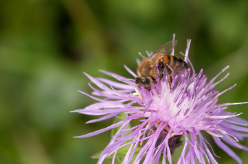 bee collects nectar on a Centaurea galicicae