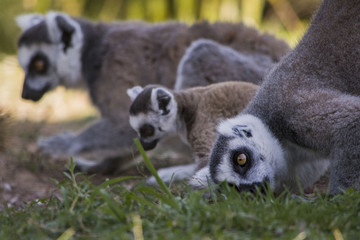 Lemuri
