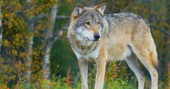 Close-up of a adult grey wolf standing on a rock in the forest
