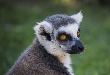 Lemuri