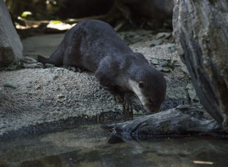 Lontra