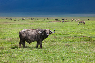 Buffalo in Ngorongoro crater Tanzania