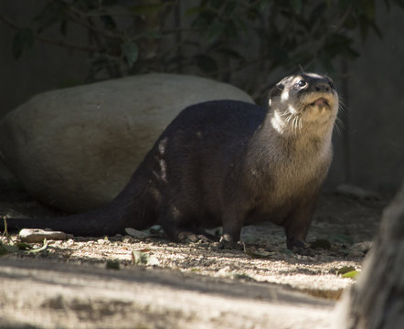 Lontra