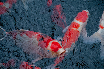 Japanese bright orange red carp fish in sacred pond