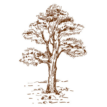 Hand drawn pine tree. Sketch on white background. Vector illustration.