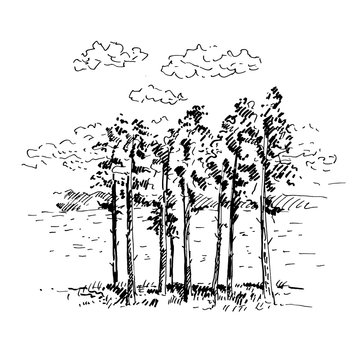 Hand drawn pine trees, landscape with pine forest. Sketch on a white background. Vector illustration.