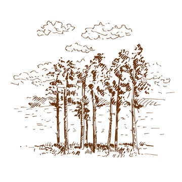 Hand drawn pine trees, landscape with pine forest. Sketch on a white background. Vector illustration.