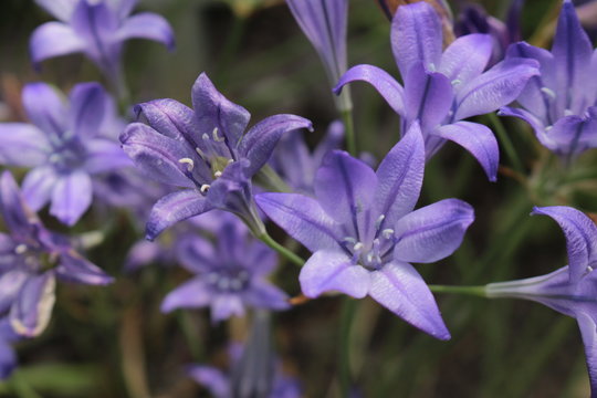 "Ithuriel's Spear" flowers (or Common Triteleia, Grassnut, Triplet Lily) in St. Gallen, Switzerland. Its Latin name is Triteleia Laxa (Syn Brodiaea Laxa), native to California.