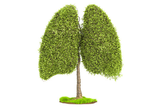 Tree in the shape of lungs, eco concept. 3D rendering