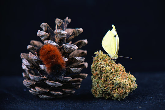 Detail of butterfly sitting on cannabis nug isolated over black