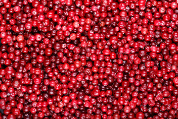 ripe cranberries are scattered