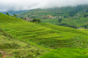 Spectacular rice terraces with green rice grass