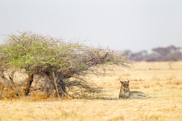 leone, leonessa nella savana