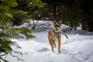 Fototapeta na wymiar German Shepherd Dog running with stick in mouth down snow covered forest path