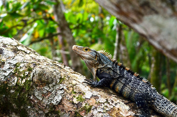Lizard enjoying the sun