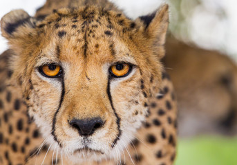 Ghepardo Botswana