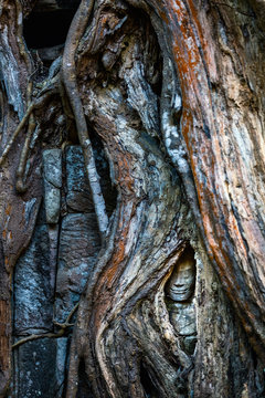 Stone statue hidden in tree roots