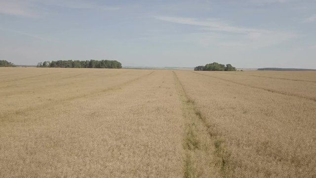 красивые рапсовые поля под синим небом / пролеты в солнечном небе над рапсовыми полями