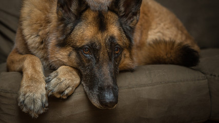 German Shepherd dog looking at camera