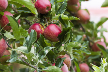 royal gala red apples on a apple tree at new zealand orchard before picking season