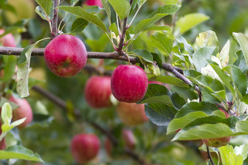 royal gala red apples on a apple tree at new zealand orchard before picking season