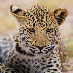 leopardo giovane cucciolo